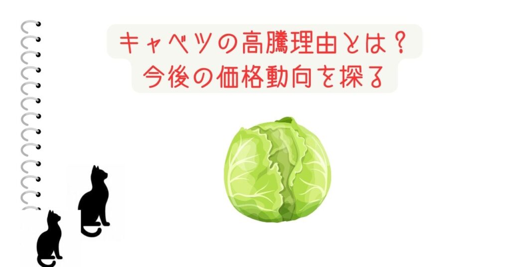 キャベツの高騰理由とは？今後の価格動向を探る