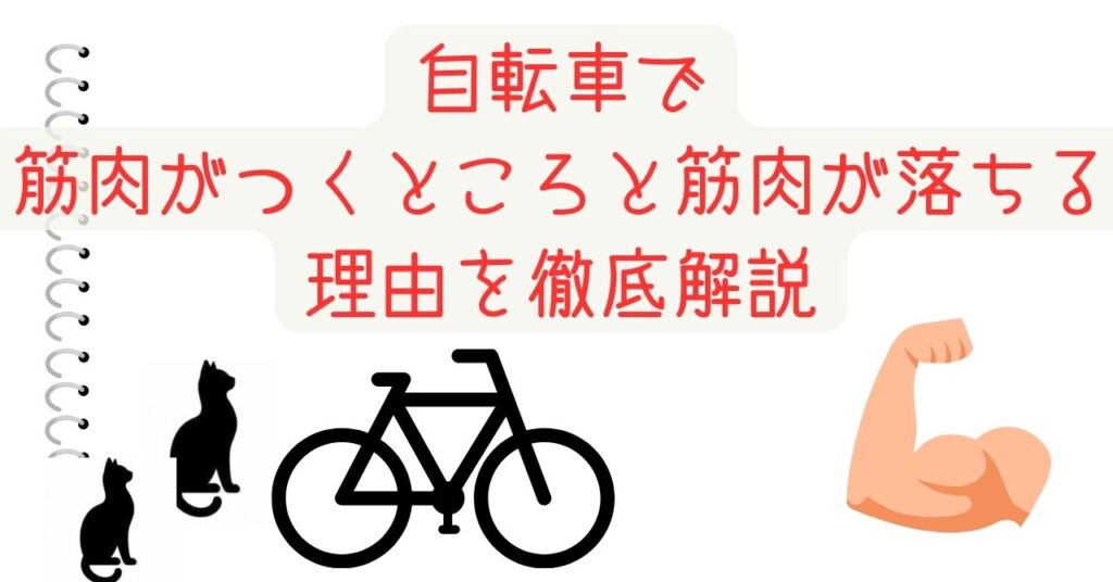 自転車で筋肉がつくところと筋肉が落ちる理由を徹底解説